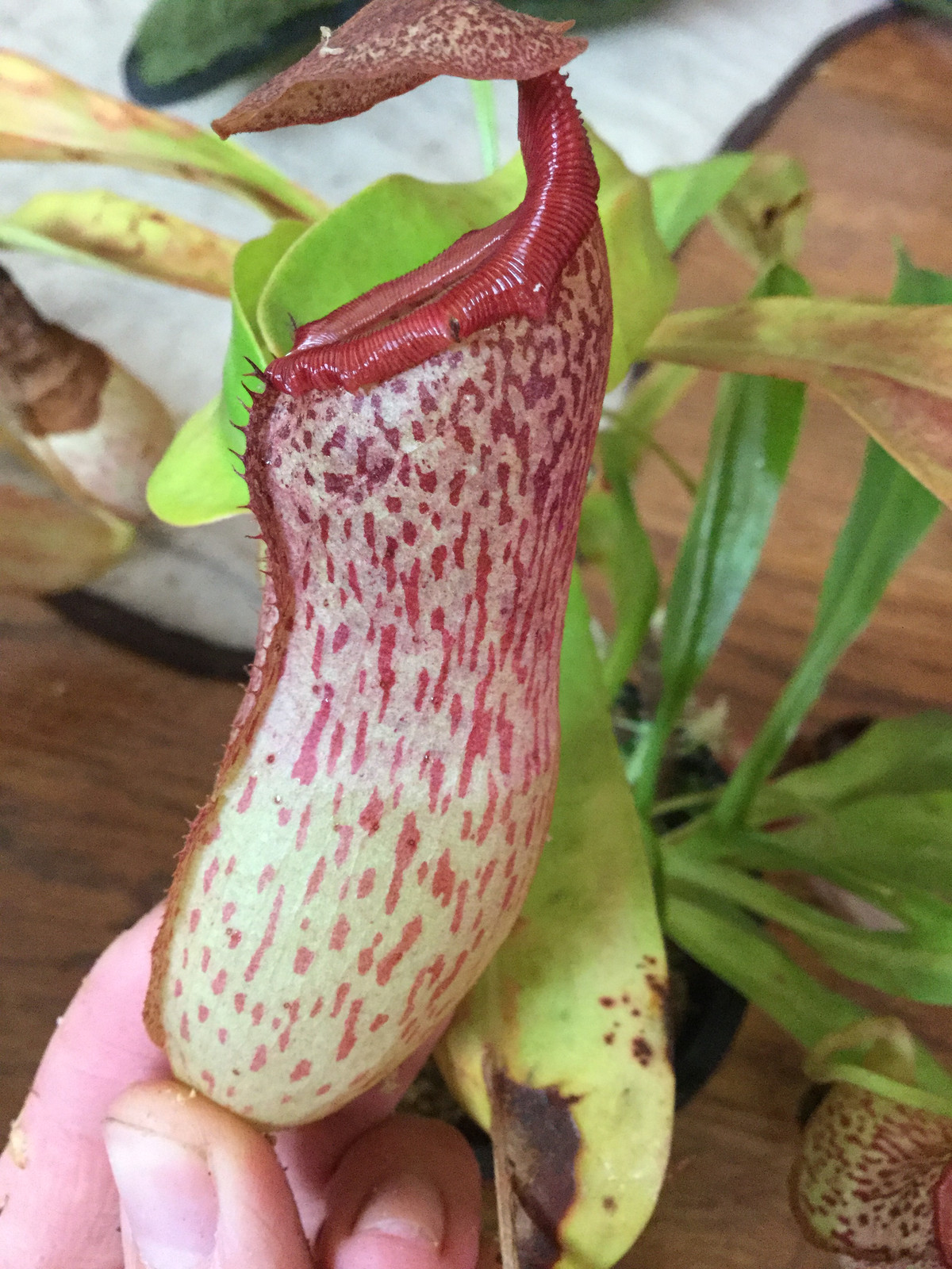 Nepenthes maxima 'Lake Poso' x "Rebecca Soper" HC B — image 2