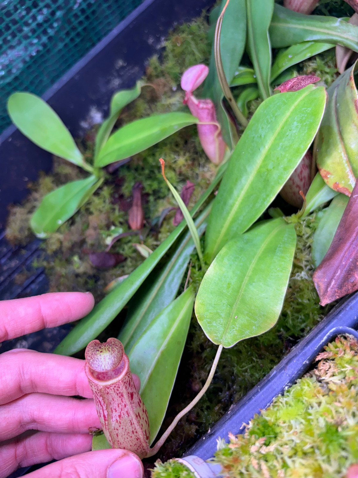 Nepenthes maxima 'Lake Poso' x "Rebecca Soper" HC B — image 3