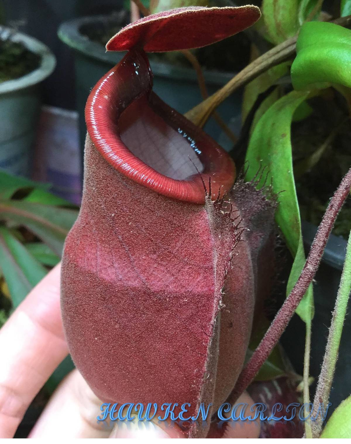 Nepenthes orbiculata OP HC A — Tropical pitcher plant