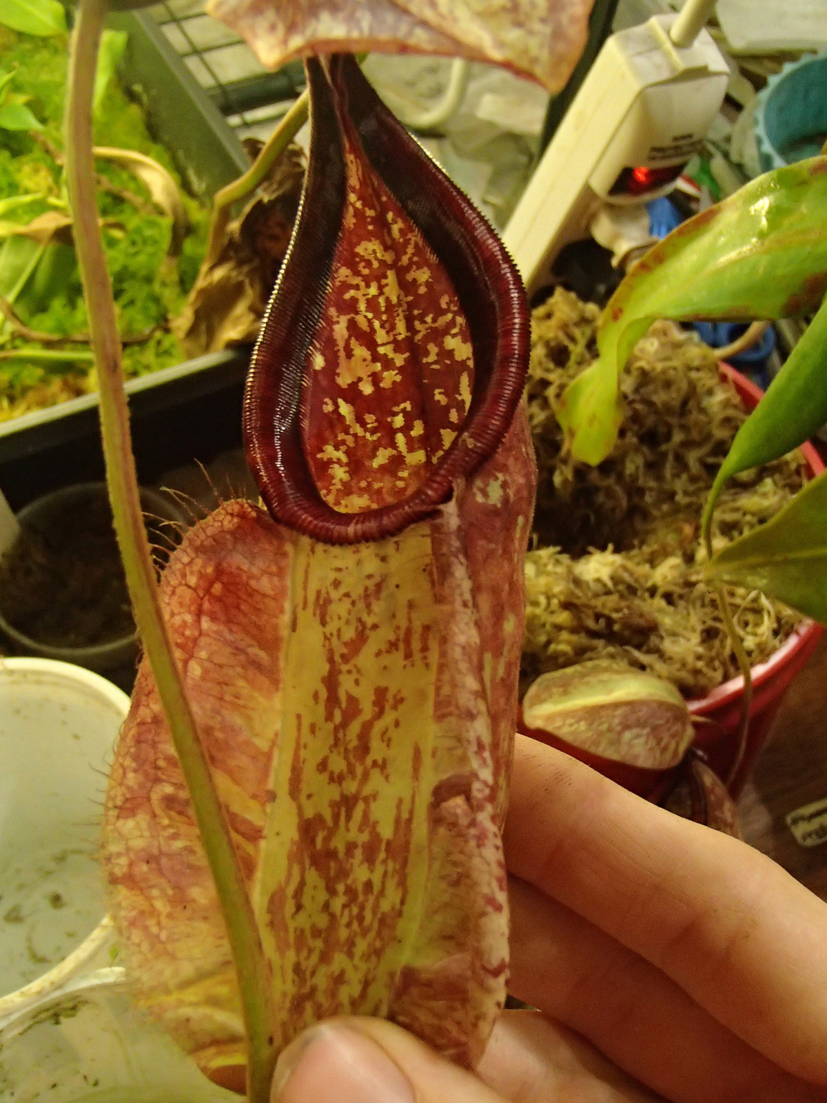 Nepenthes (orbiculata x rafflesiana) x ventricosa "red," HC B — image 2