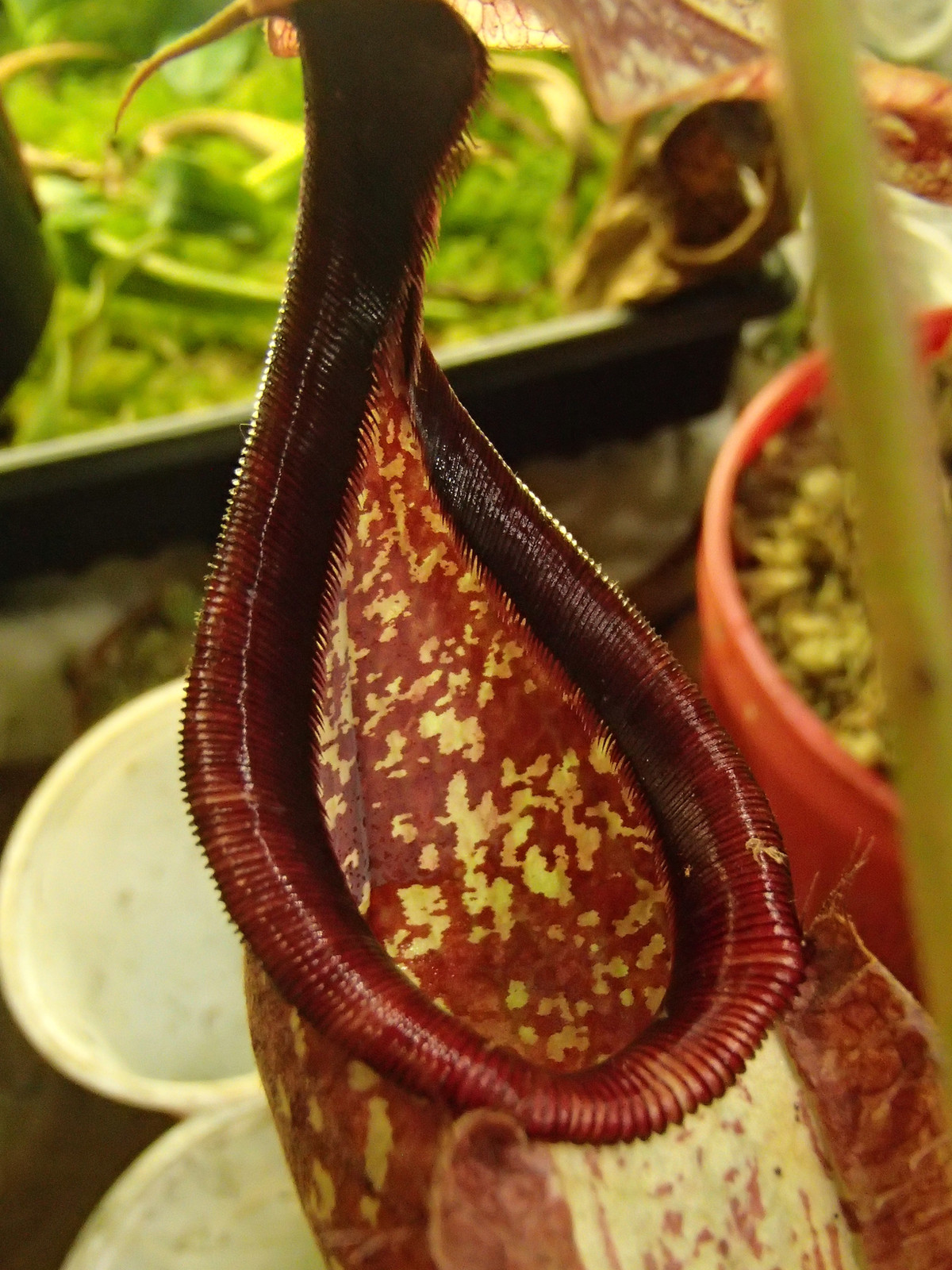 Nepenthes (orbiculata x rafflesiana) x ventricosa "red," HC B — image 3