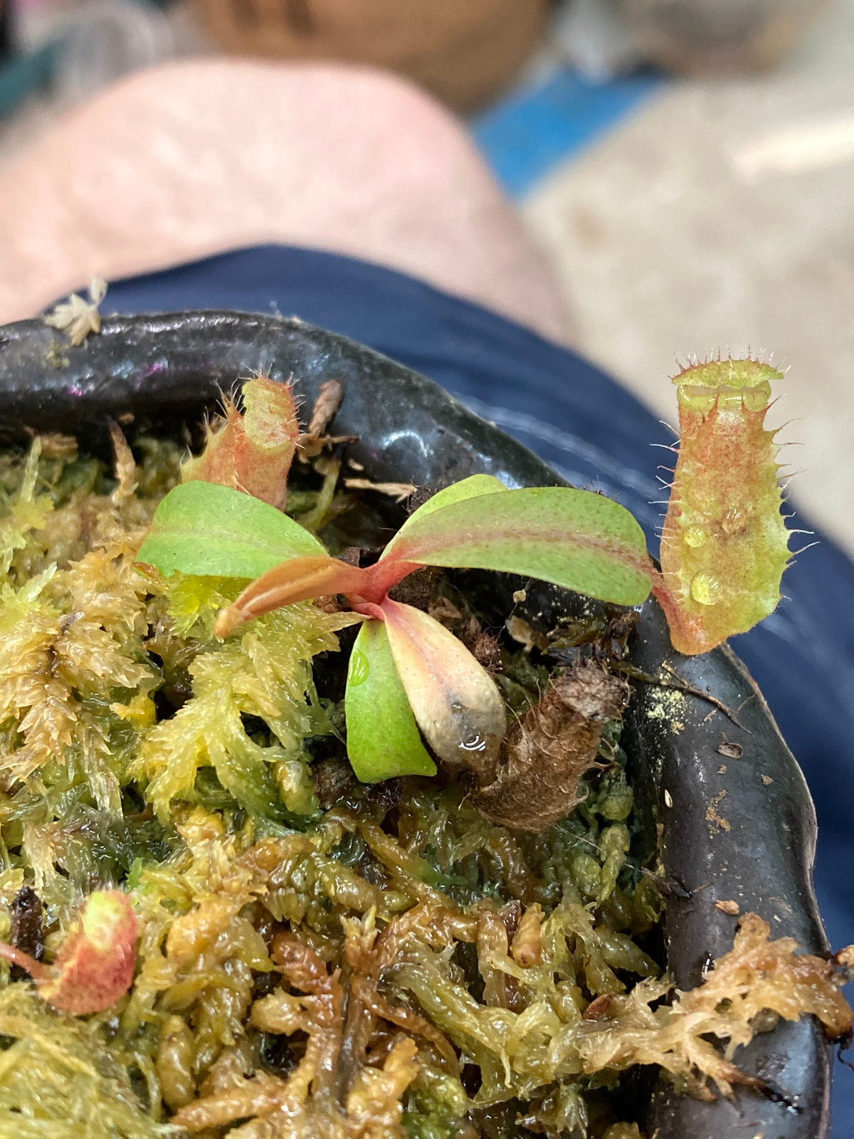 Nepenthes (robcantleyi x maxima) BE-3428 x (lowii x "Gothica" warped peristome) — Tropical pitcher plant