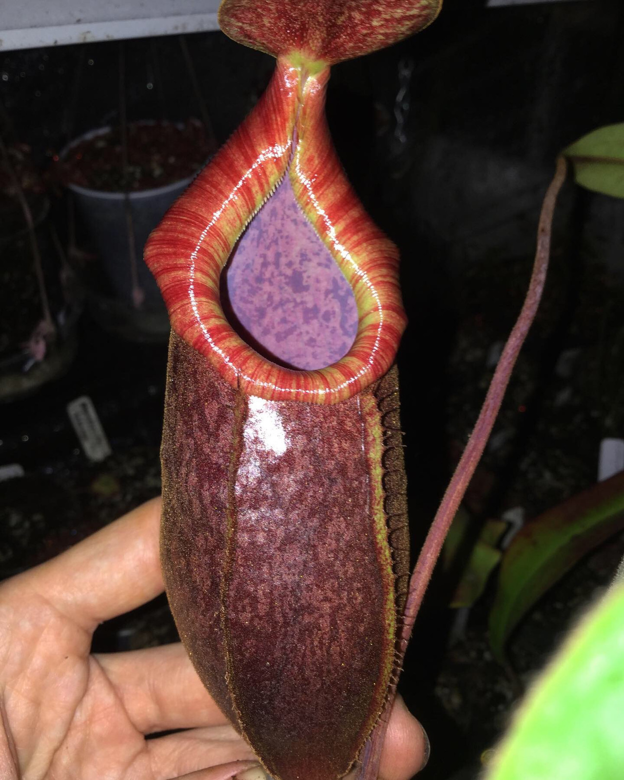 Nepenthes Rokko "Exotica" x (spectabilis x mira) — Tropical pitcher plant