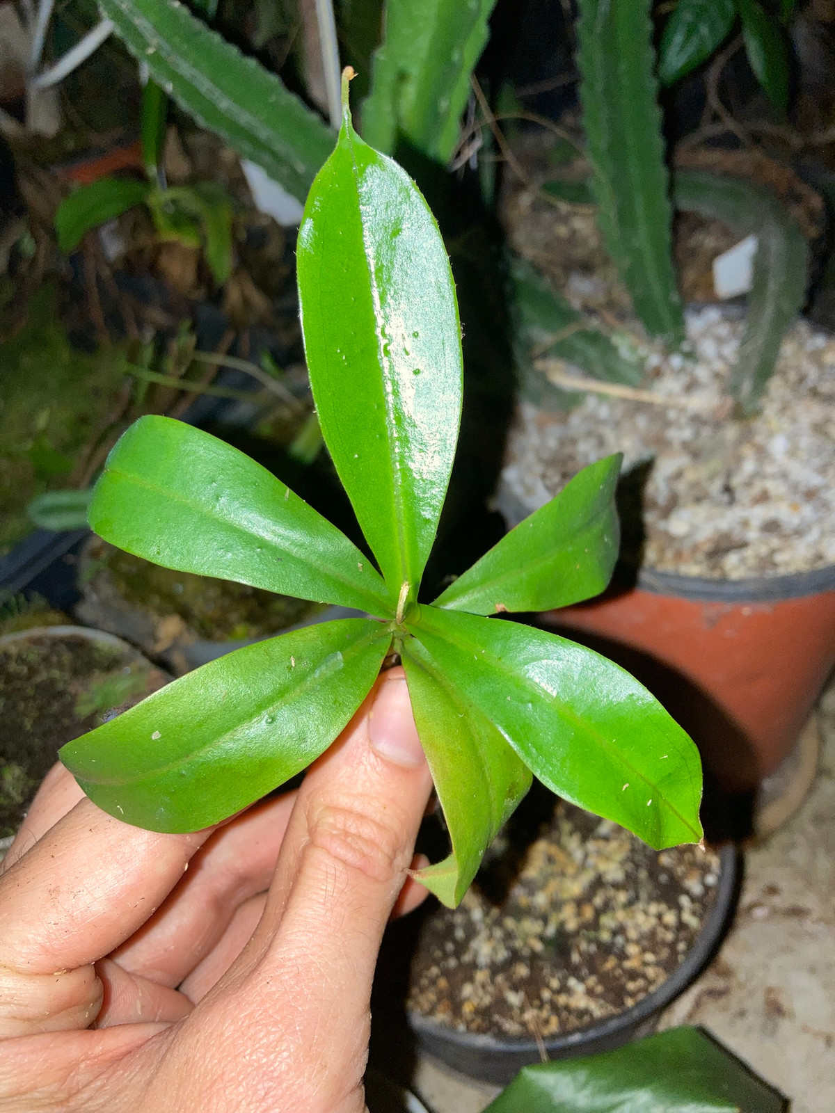 Nepenthes Rokko "Exotica" x (spectabilis x mira) — image 3