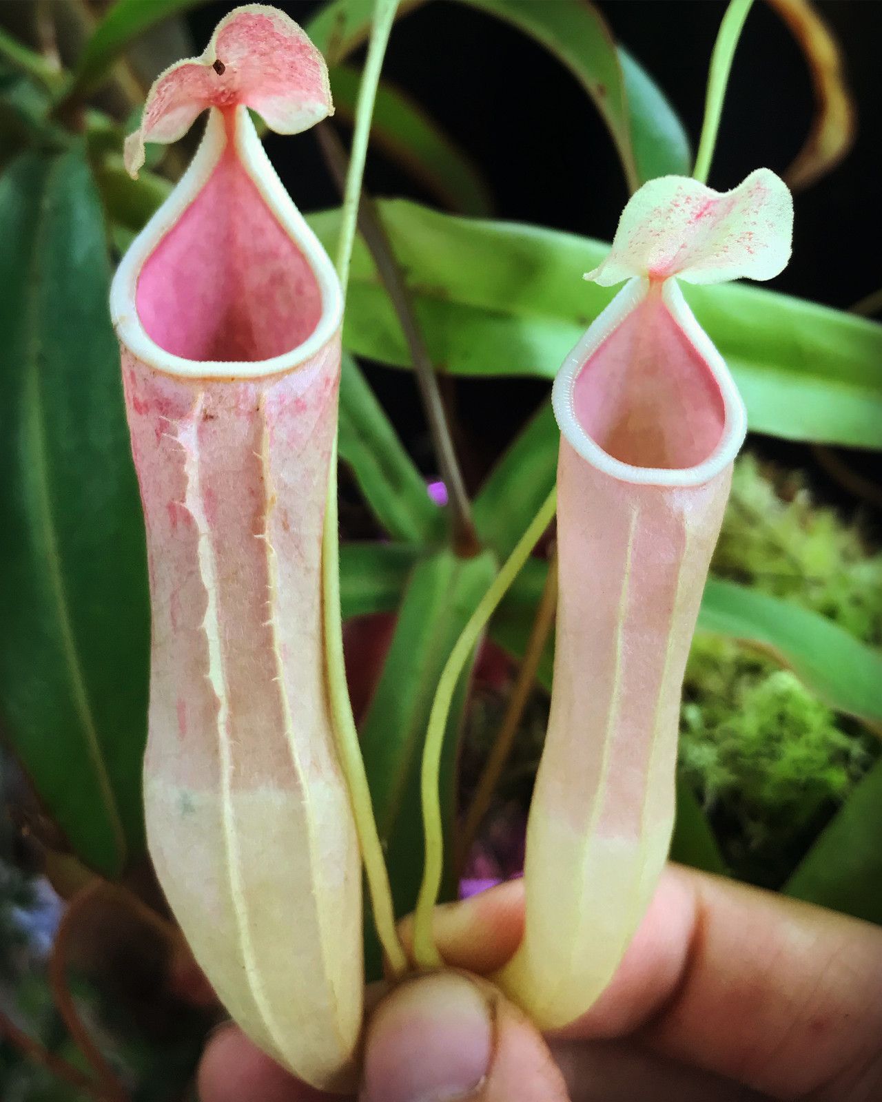 Nepenthes rosea — Tropical pitcher plant