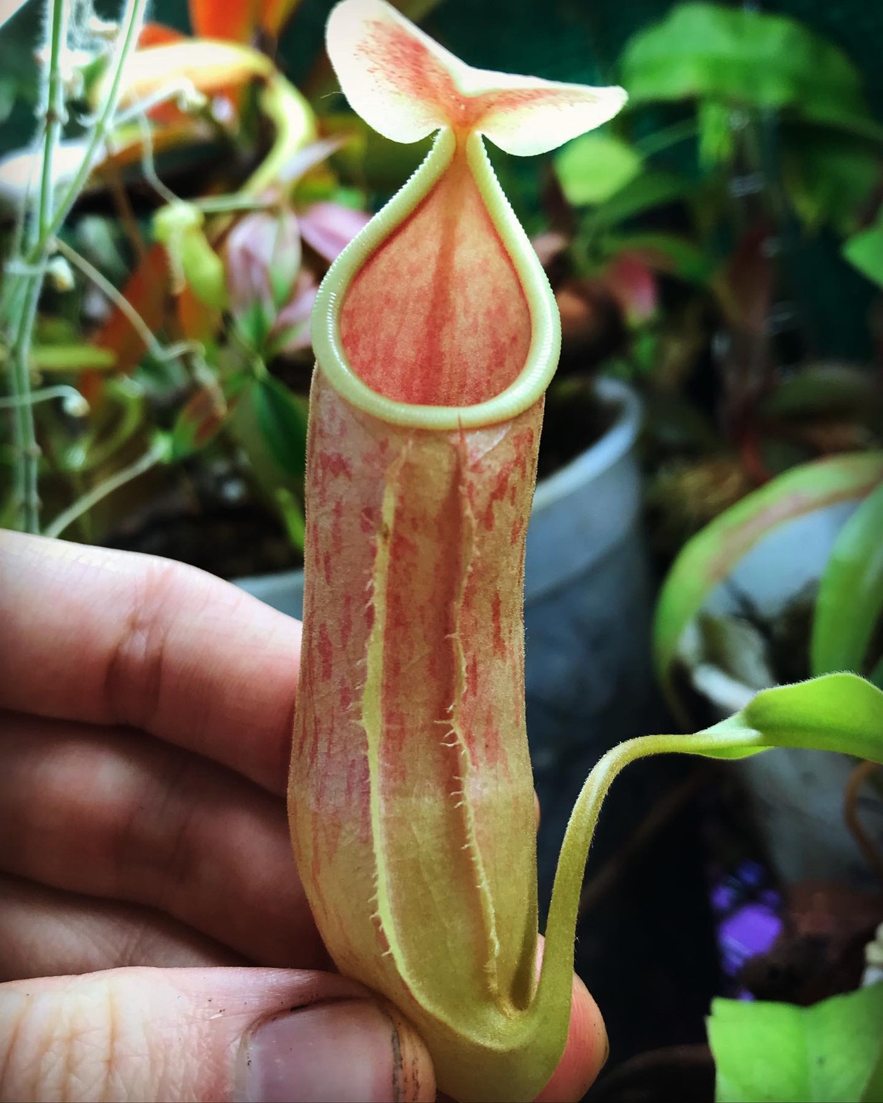 Nepenthes rosea — image 2