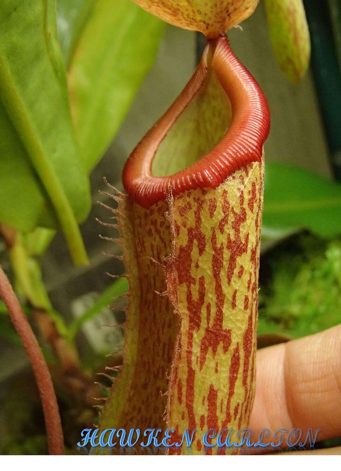 Nepenthes Sunset Songs HC A — Tropical pitcher plant