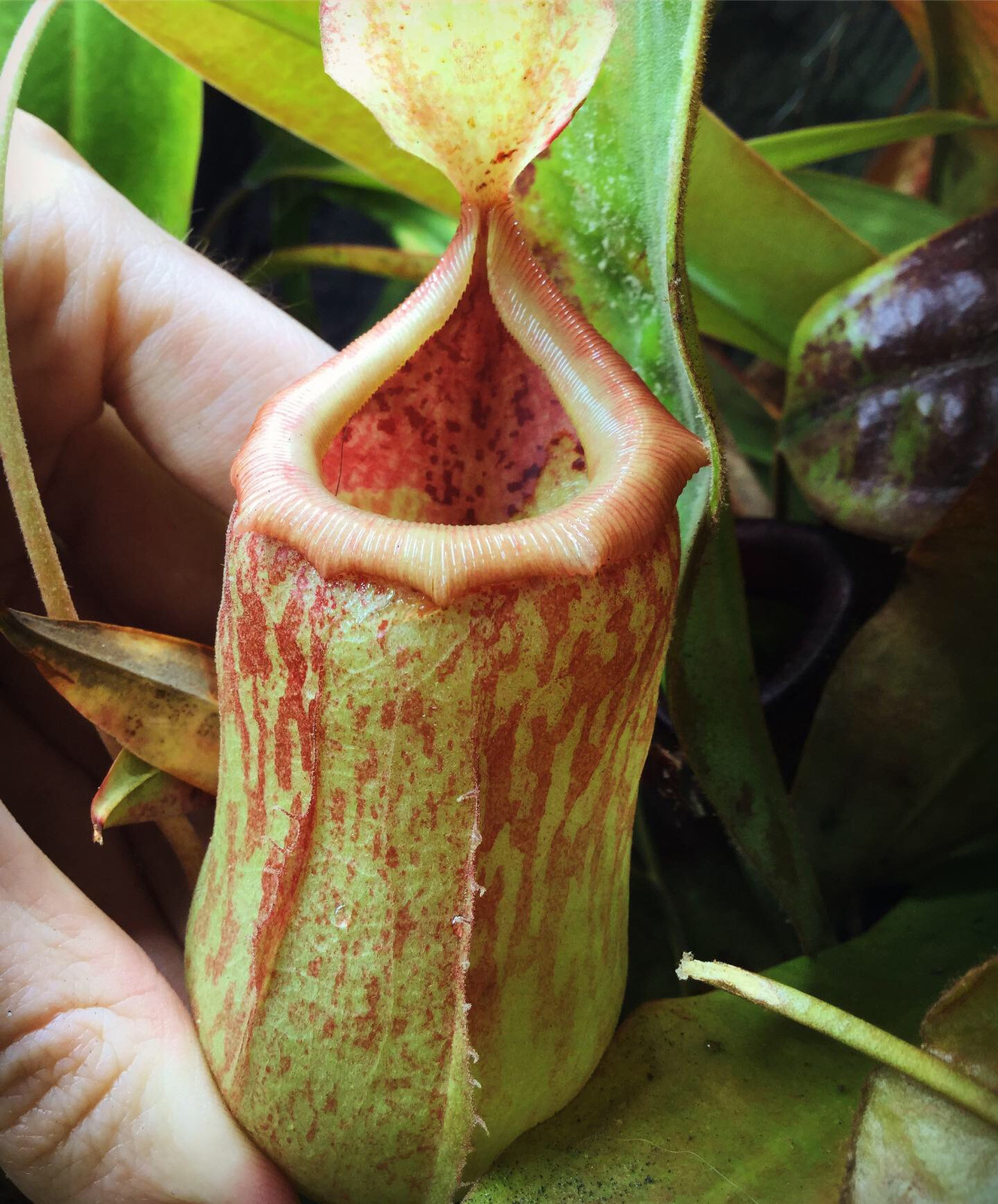 Nepenthes Sunset Songs HC D — Tropical pitcher plant