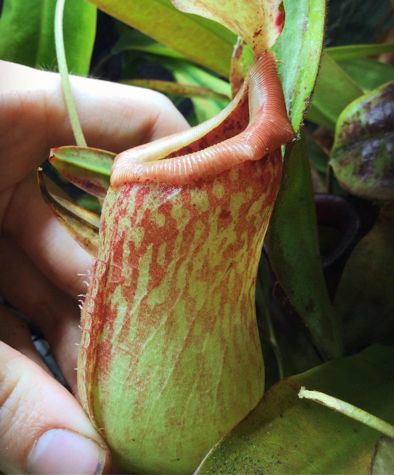 Nepenthes Sunset Songs HC D — image 2