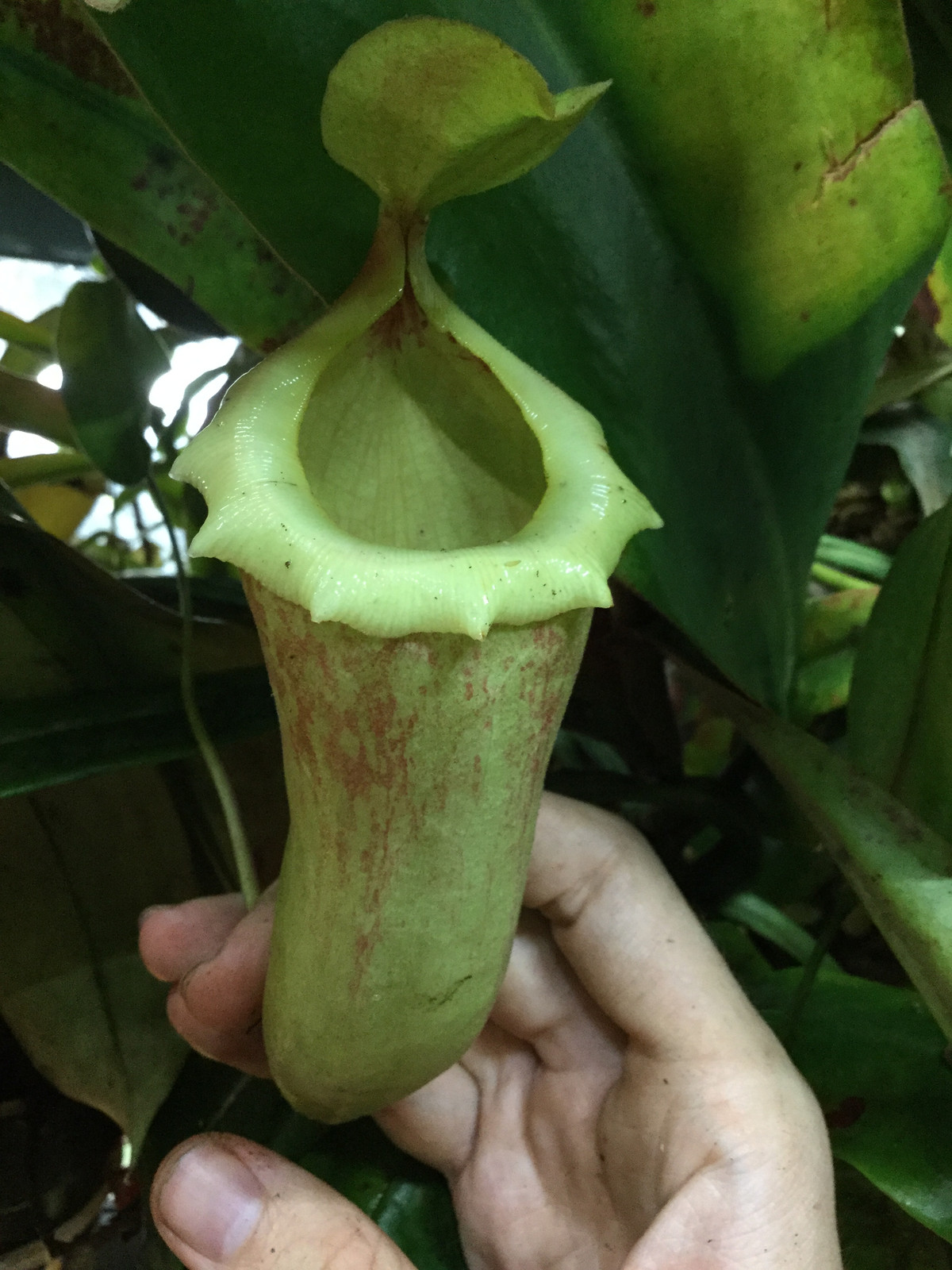 Nepenthes Sunset Songs HC D — image 3