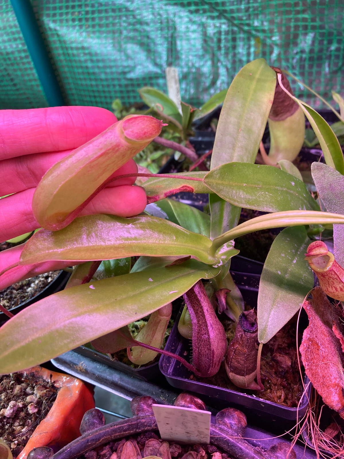Nepenthes Sunset Songs HC D — image 5