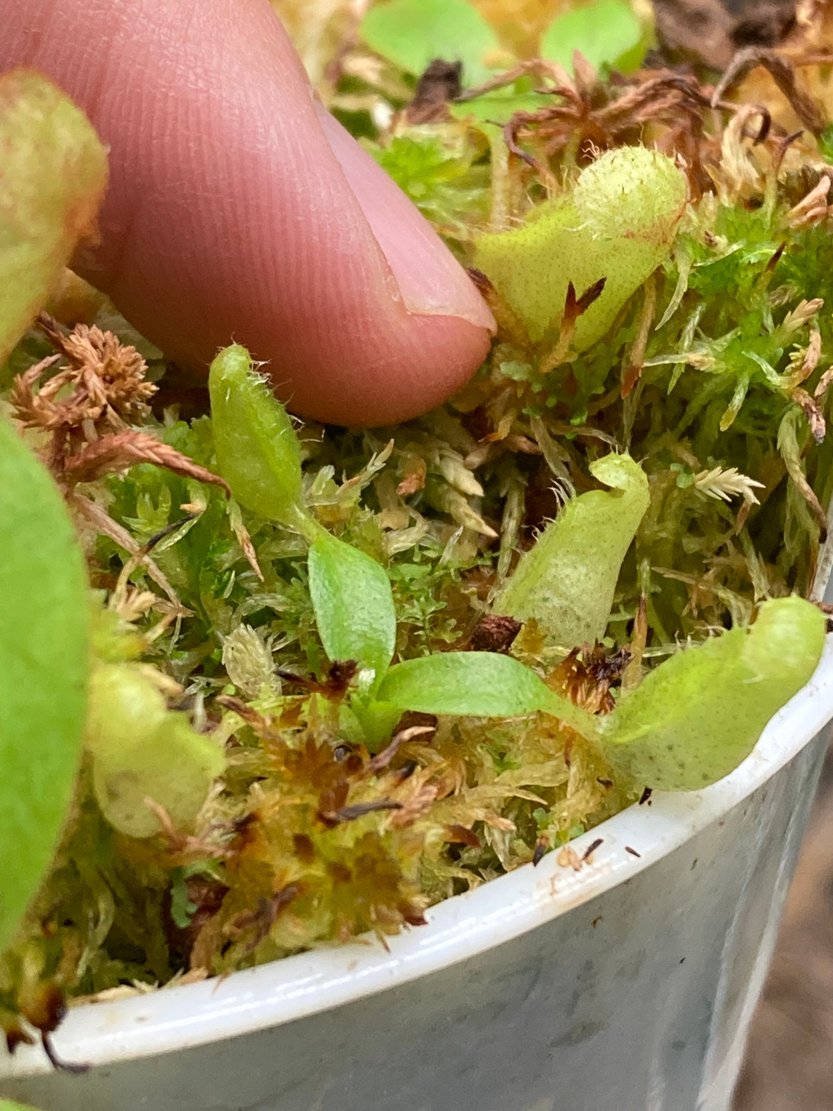 Nepenthes veitchii "M" x villosa (JH) SG — Tropical pitcher plant
