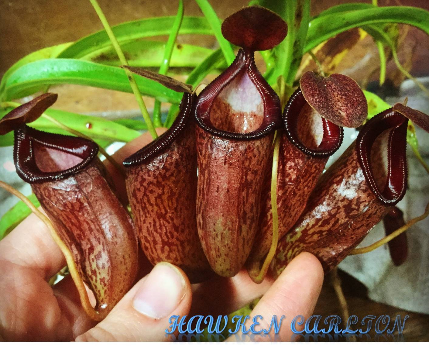 Nepenthes ventricosa x talangensis HC A — Tropical pitcher plant