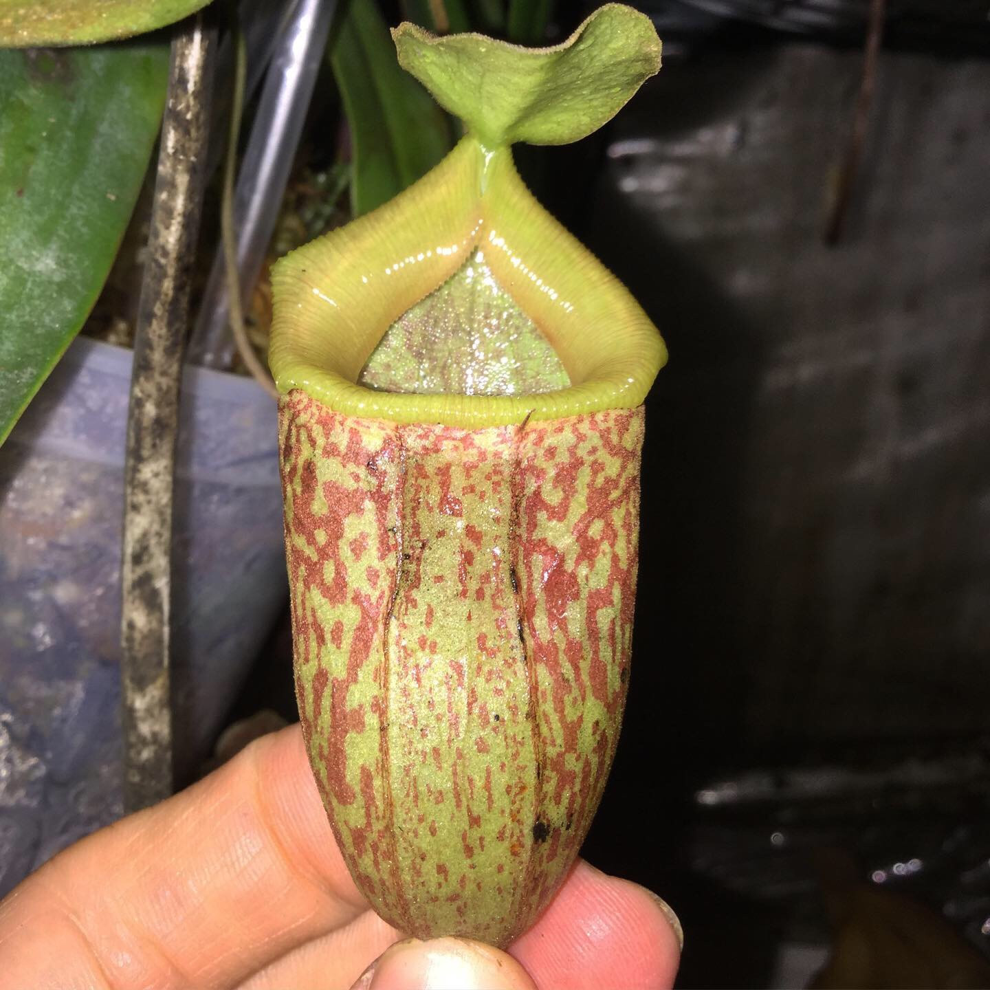 Nepenthes ventricosa x talangensis HC B — image 2