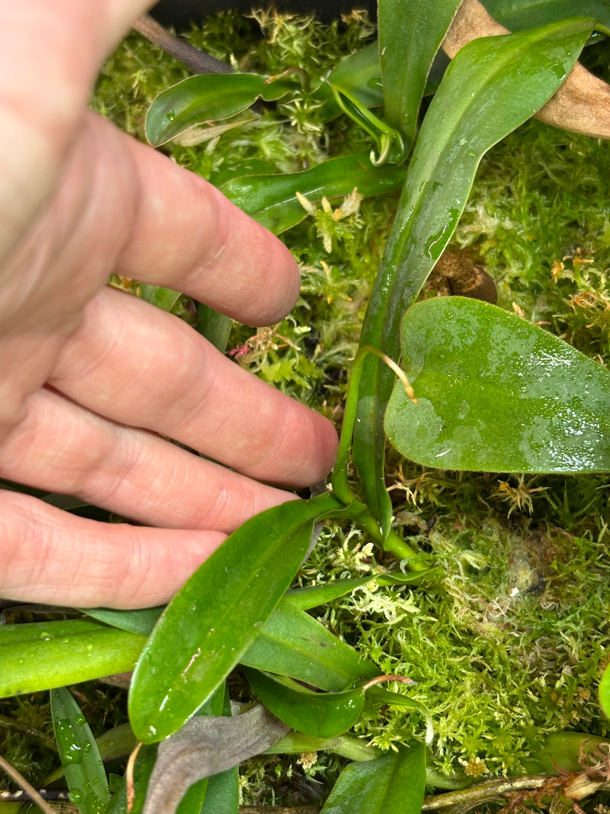 Nepenthes ventricosa x talangensis HC B — image 3