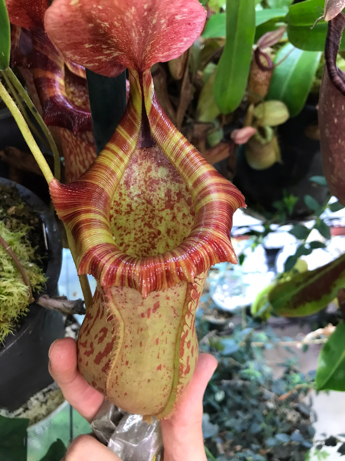 Nepenthes ventricosa x tiveyi HC B — Tropical pitcher plant