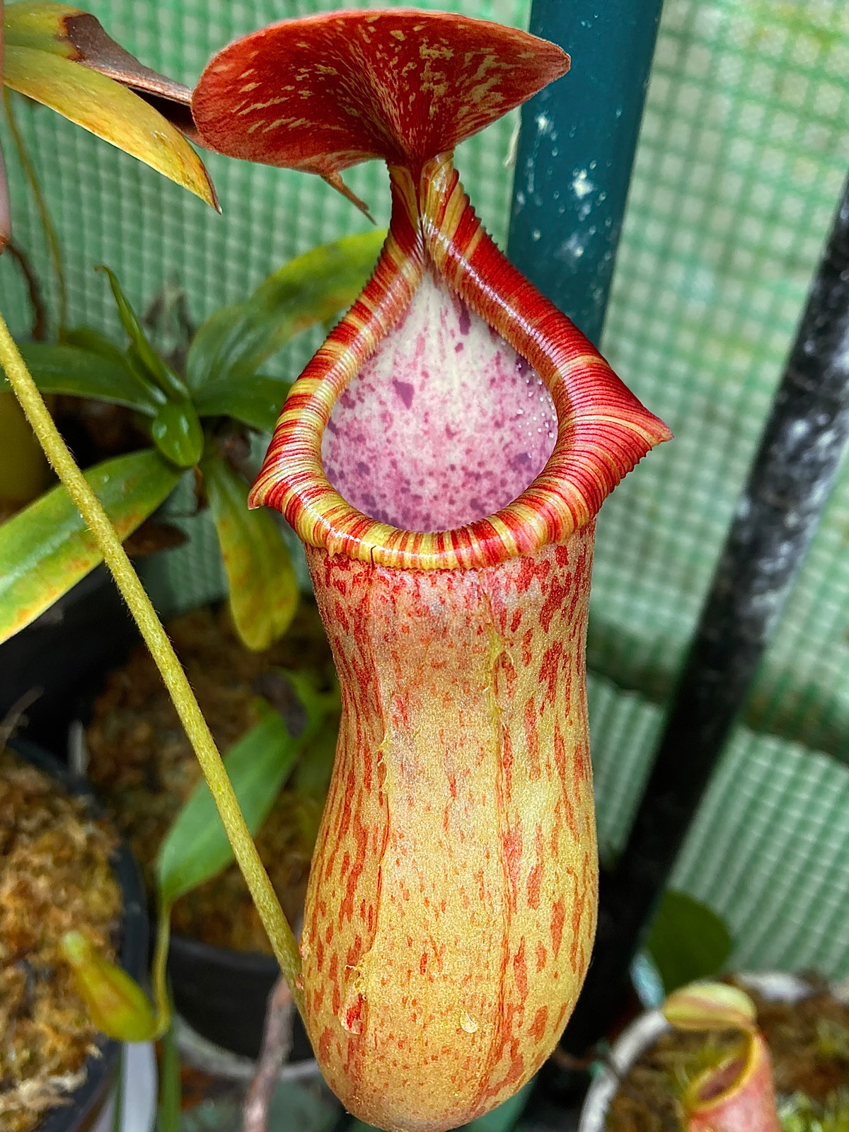 Nepenthes ventricosa x tiveyi HC B — image 2