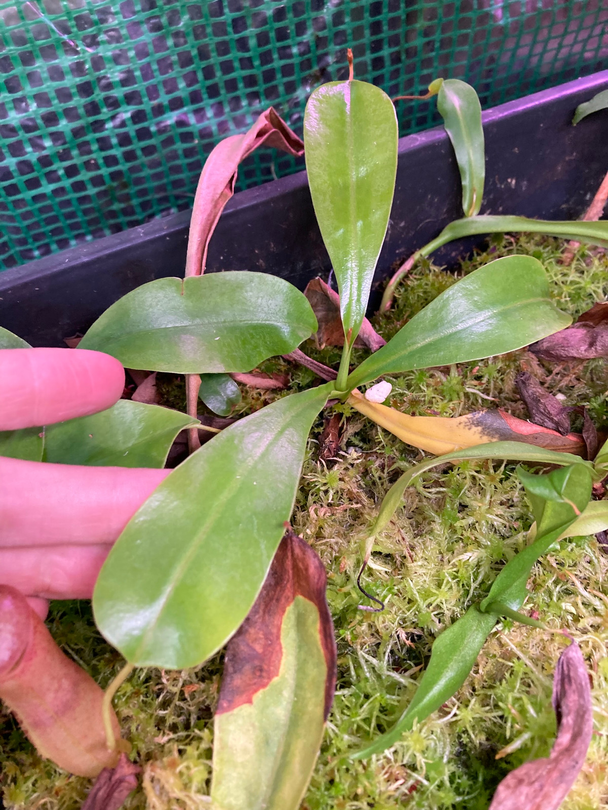 Nepenthes ventricosa x tiveyi HC B — image 4