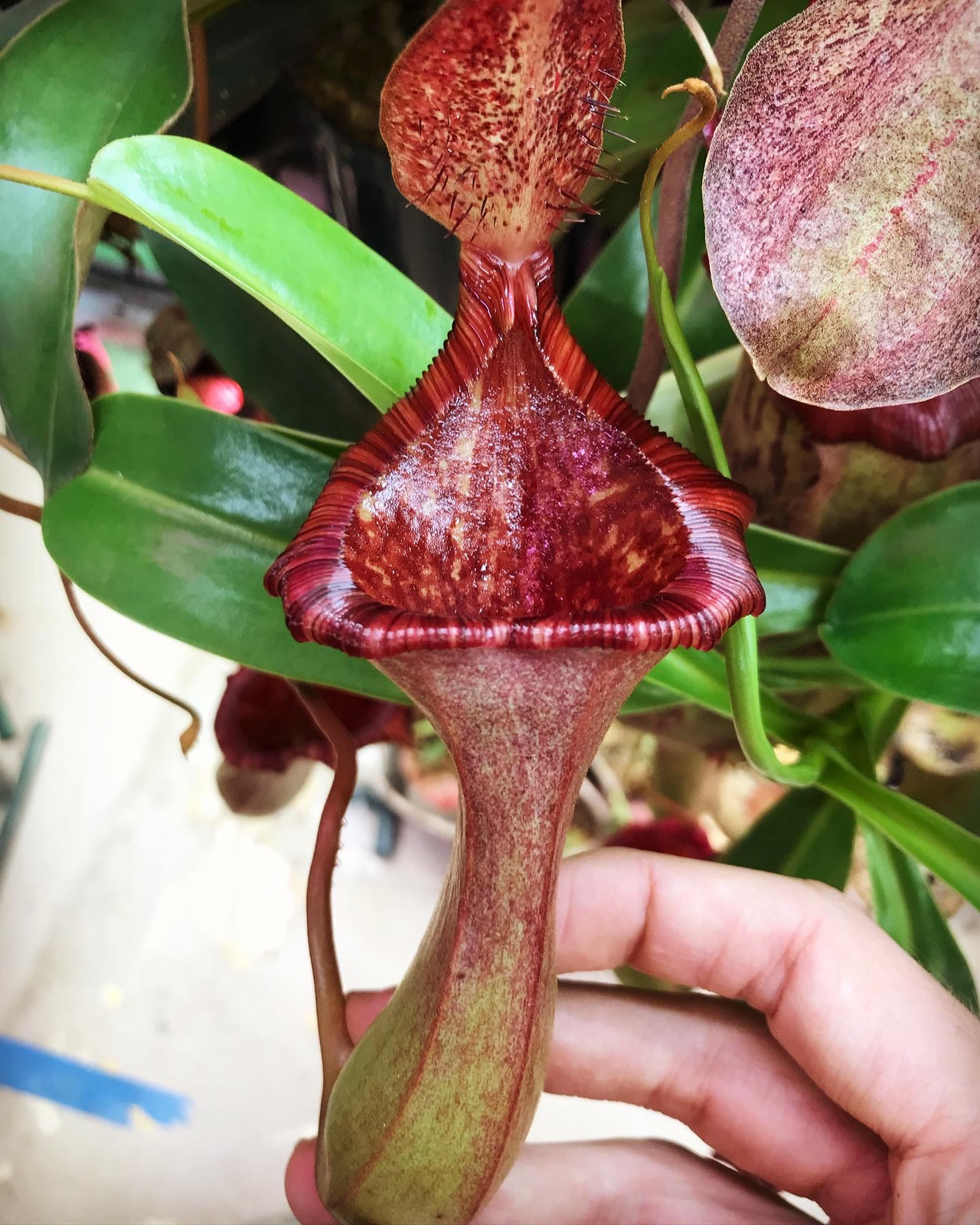 Nepenthes x briggsiana "Red" — image 3