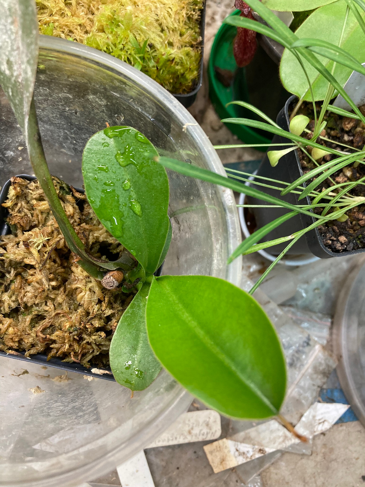 Nepenthes x briggsiana "Red" — image 5