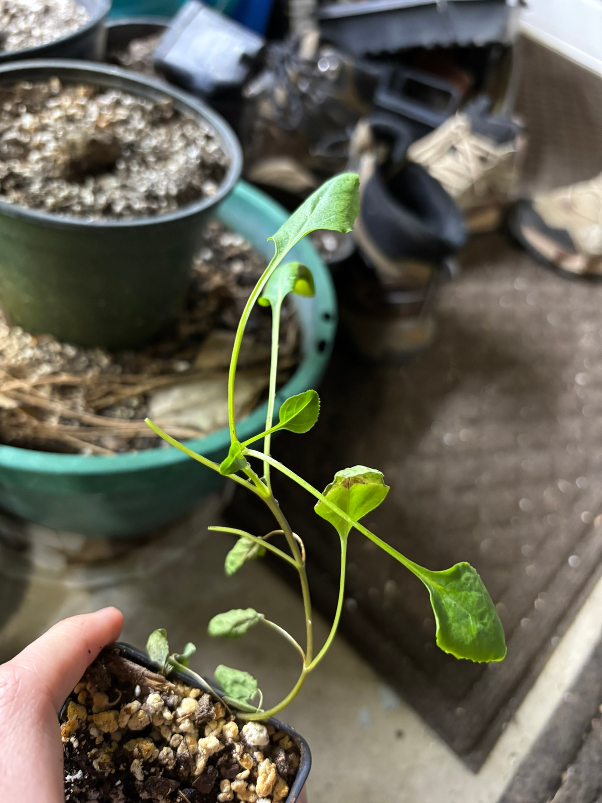 Penstemon anguineus — Companion plant
