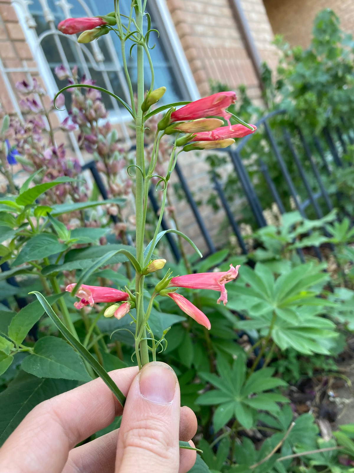 Penstemon barbatus — Companion plant