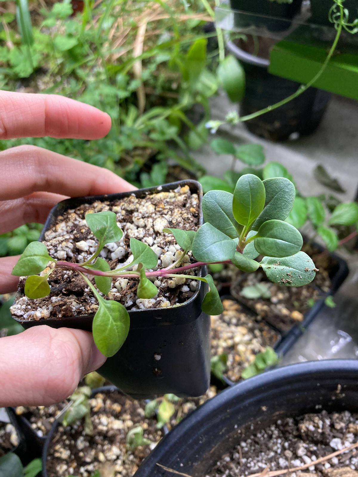 Penstemon barbatus — image 2