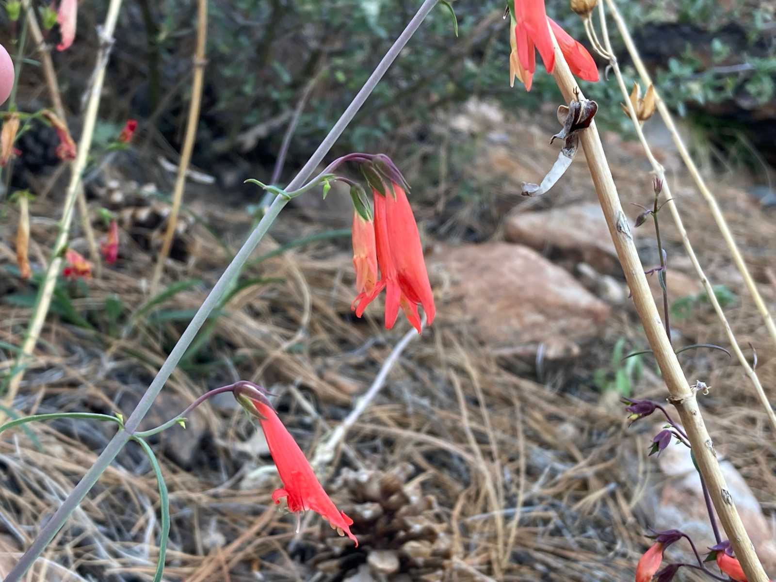 Penstemon barbatus "Mt. Lemmon, Arizona" — Companion plant
