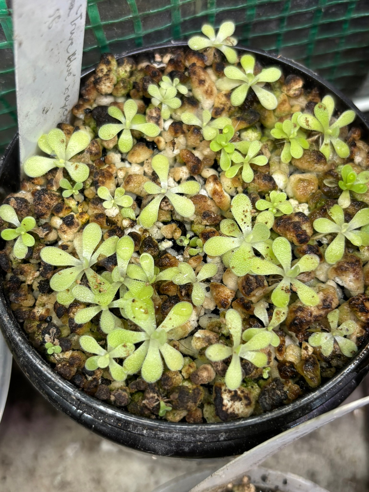 Pinguicula agnata 'True Blue' x cyclosecta "Yucca do 1714" SG — Butterwort