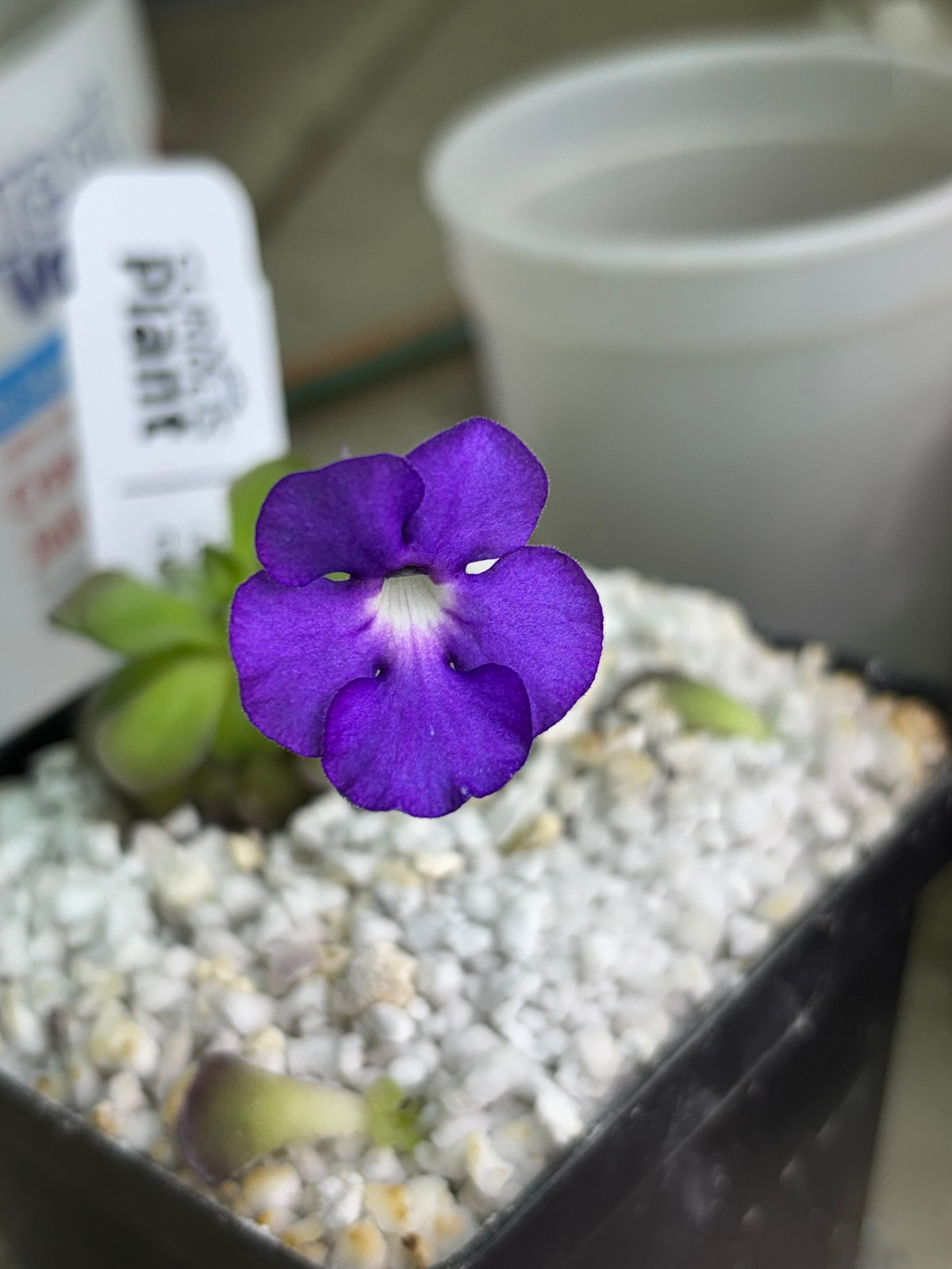 Pinguicula gigantea white flower x cyclosecta Dulces Nombres, Nuevo León Seeds — image 2