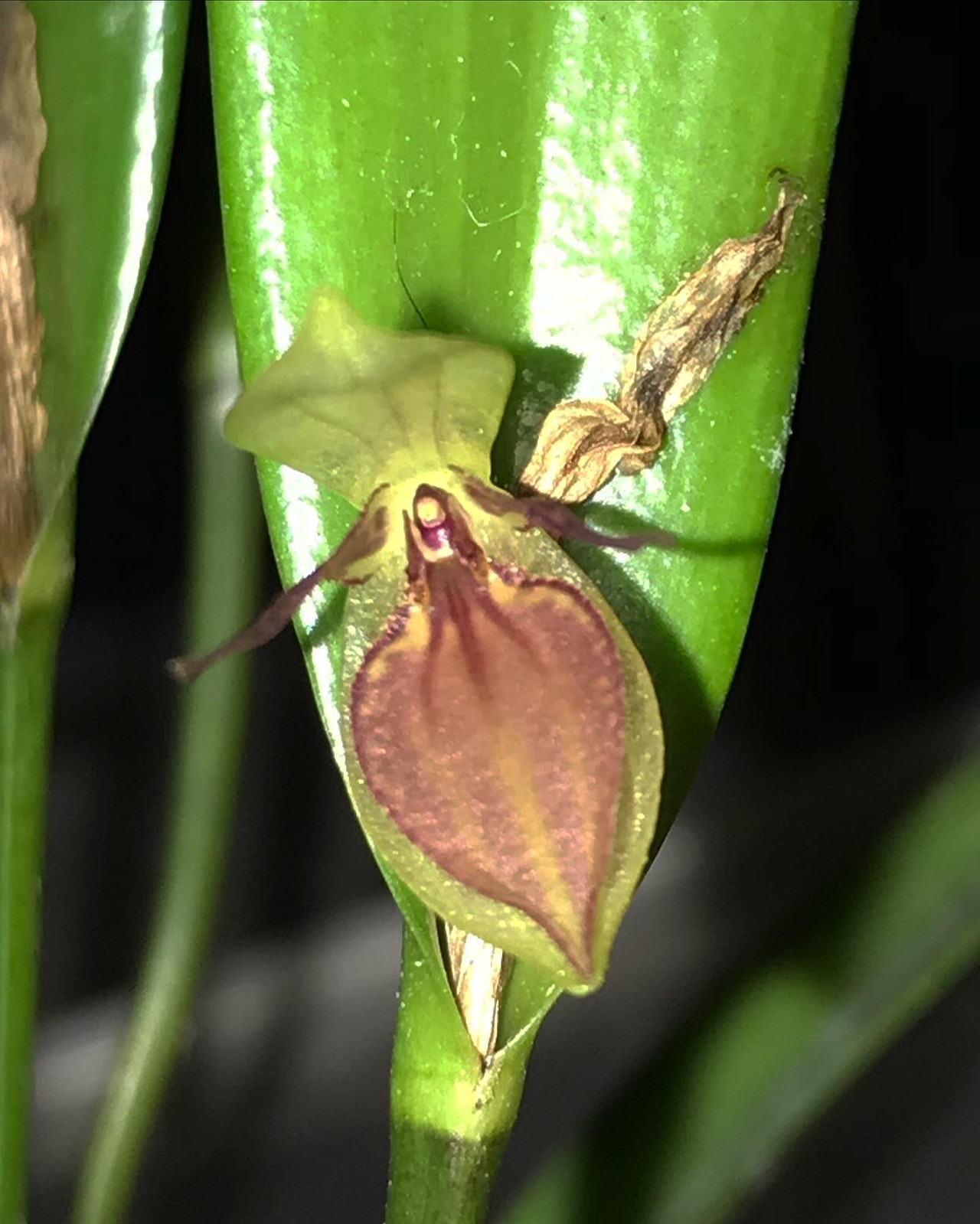 Pleurothallis hemirhoda — Companion plant