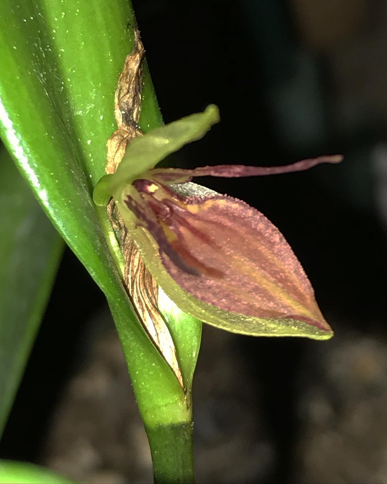 Pleurothallis hemirhoda — image 2