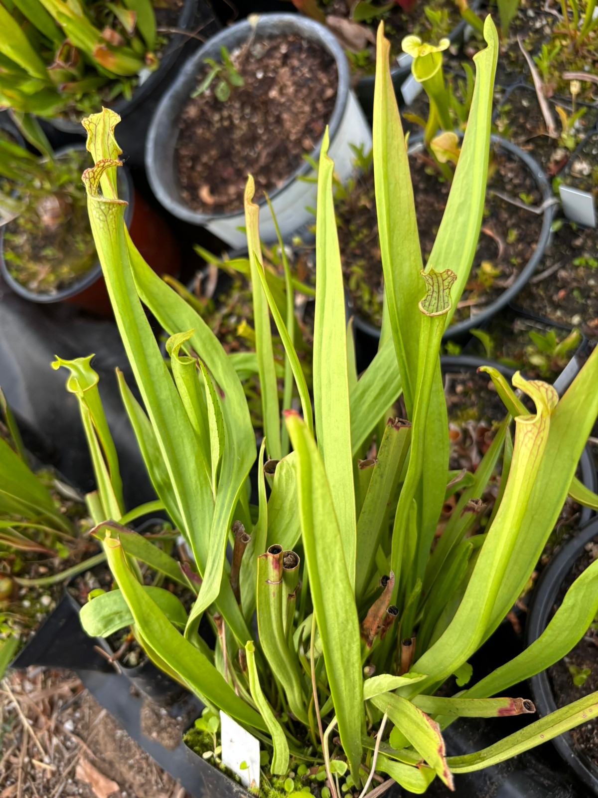 Sarracenia "Brooks Garcia" OP x "Wilkerson's Red" OP — Trumpet pitcher