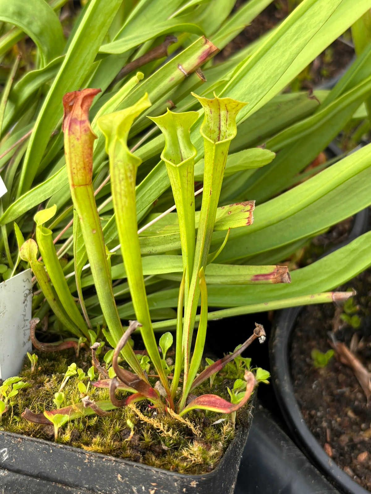 Sarracenia (oreophila x "Blood Moon") x self — Trumpet pitcher
