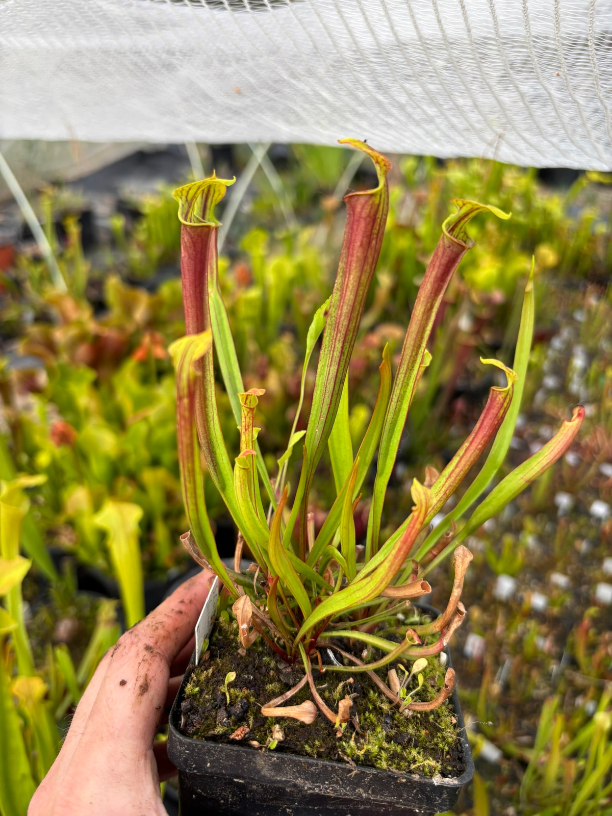 Sarracenia (oreophila x "Don's Red Tube") x (oreophila x "Blood Moon") SG — Trumpet pitcher