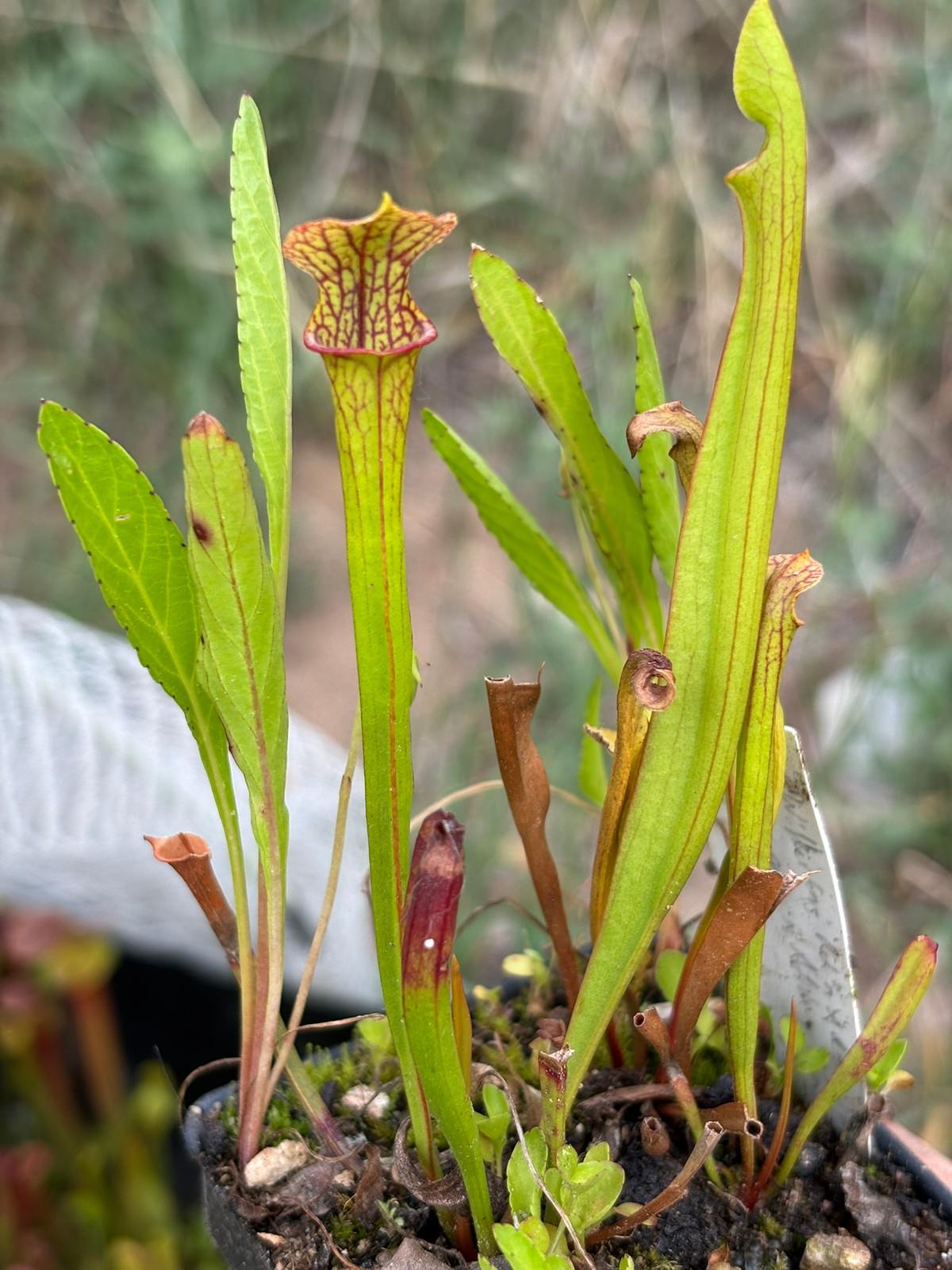 Sarracenia "Wilkerson's Red" x 'A. Slack') x (flava rubricorpora x 'A. Slack') — Trumpet pitcher