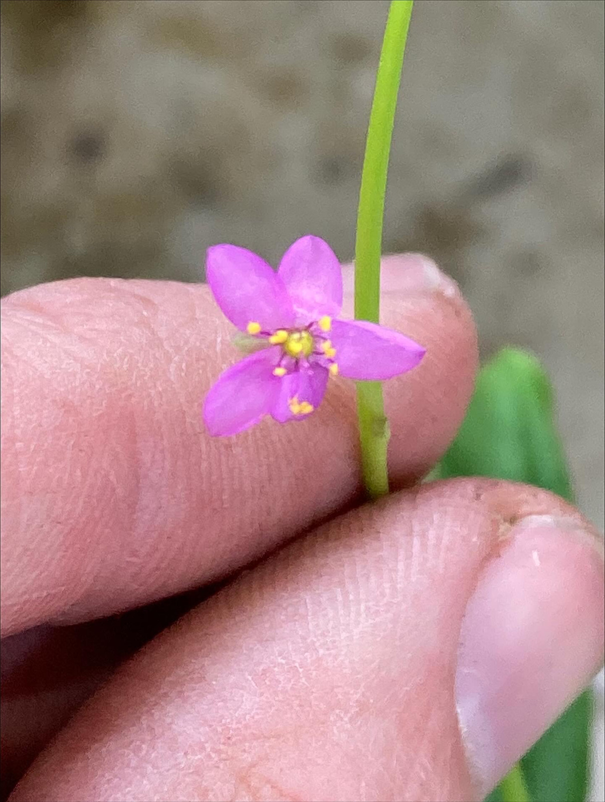 Talinum paniculatum Seeds, Jewels of Opar — image 2