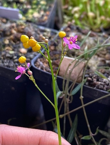 Talinum paniculatum Seeds, Jewels of Opar — image 3