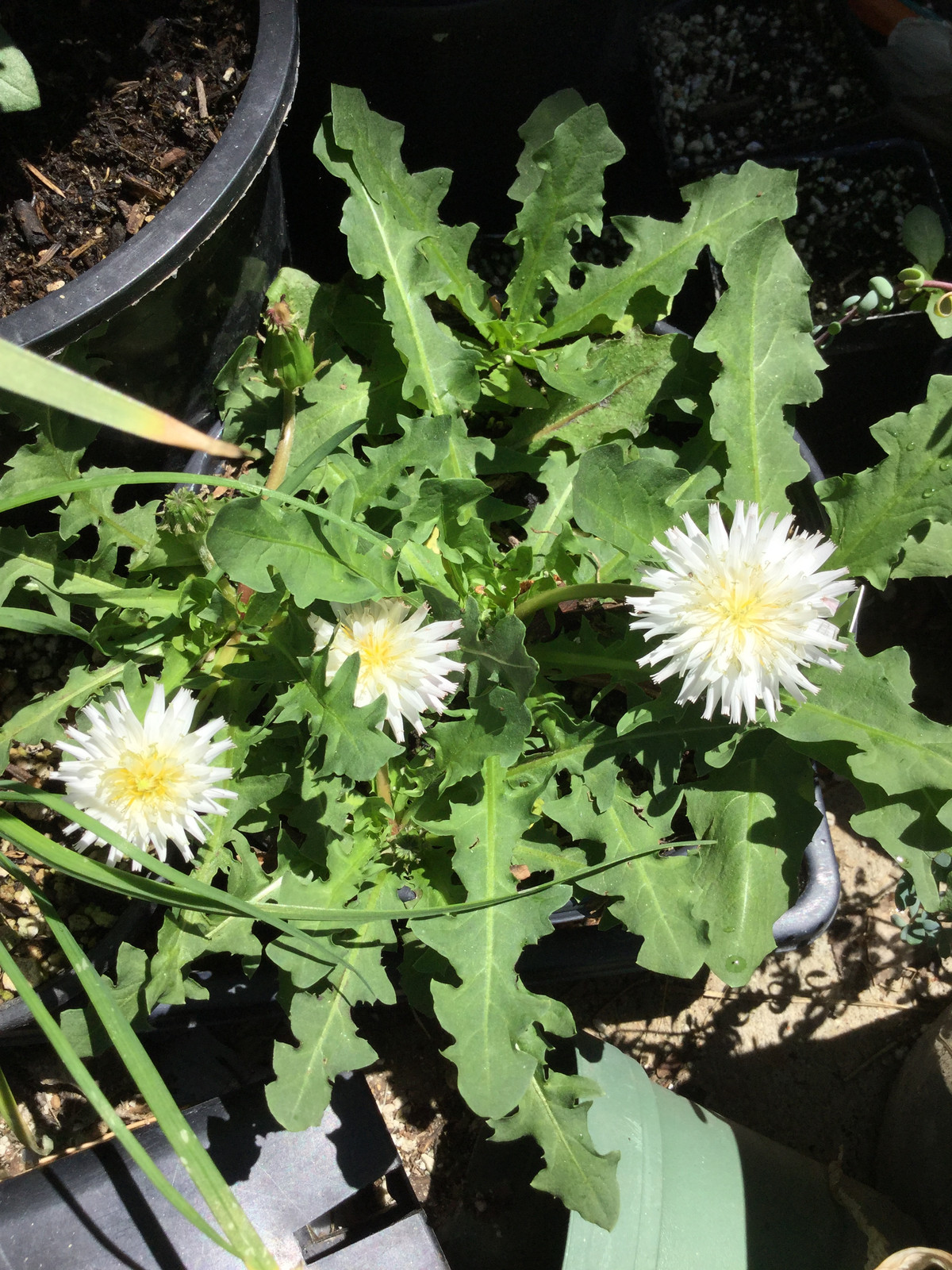Taraxacum albidum — image 2
